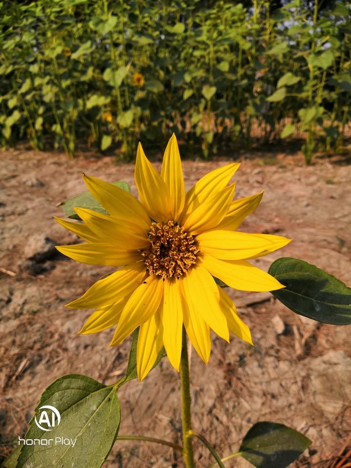 Sunflower