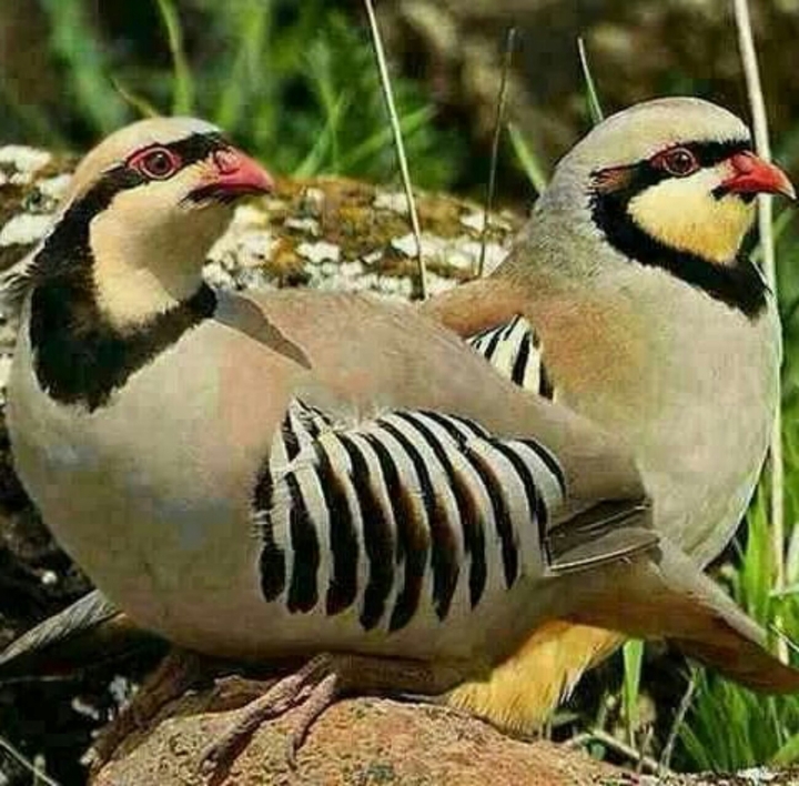 partridge