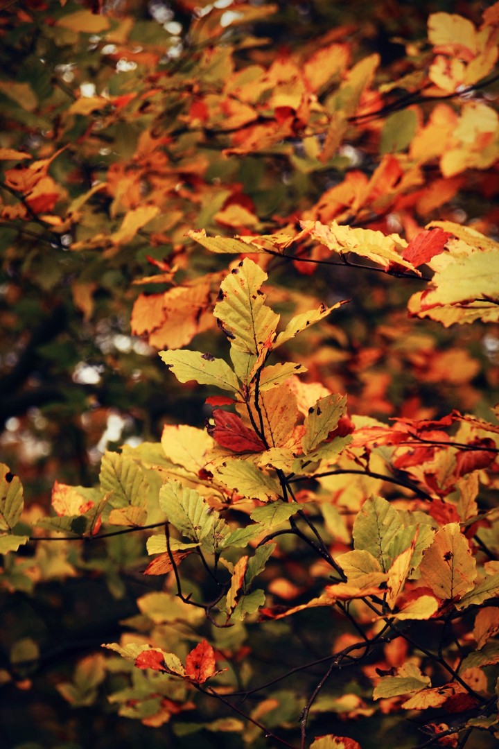 Autumn..))