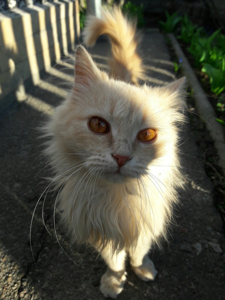 Lev! l love you, kitty:3