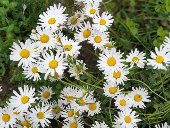 daisies