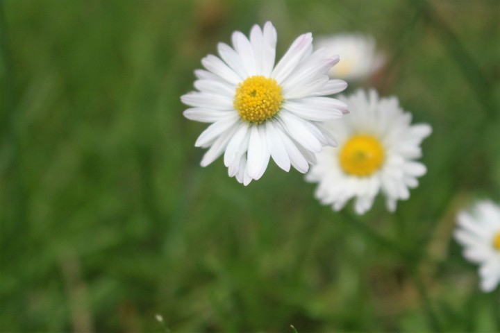 flowr uor sommer