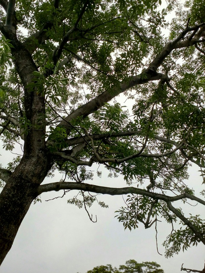 tree