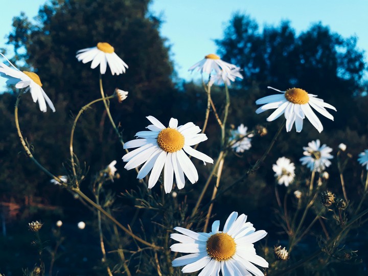 camomile