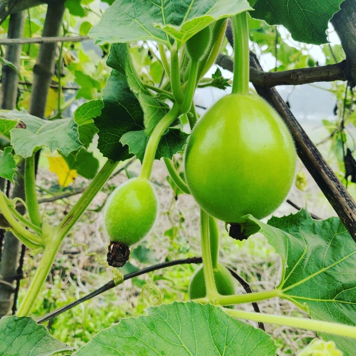 vegetable