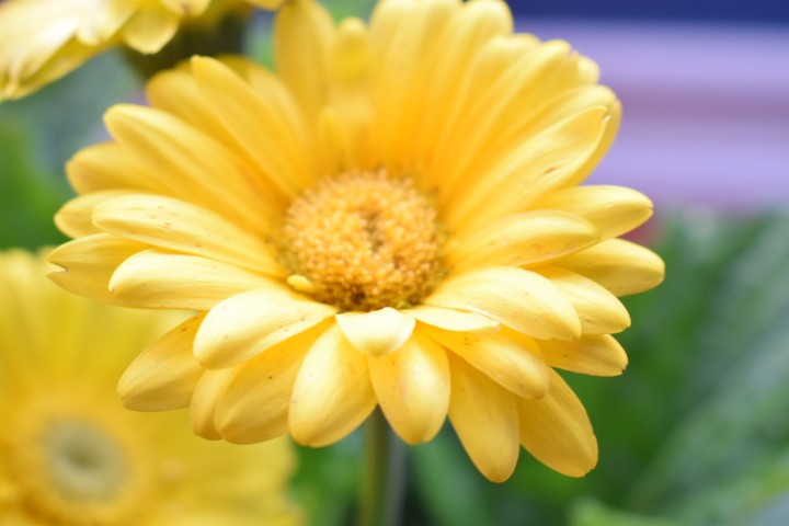 Gerbera