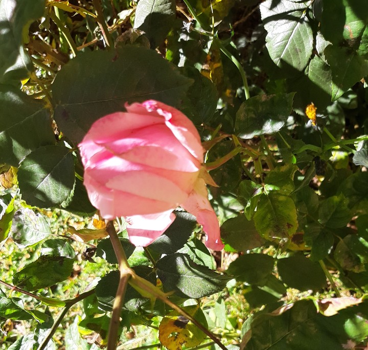 rosas