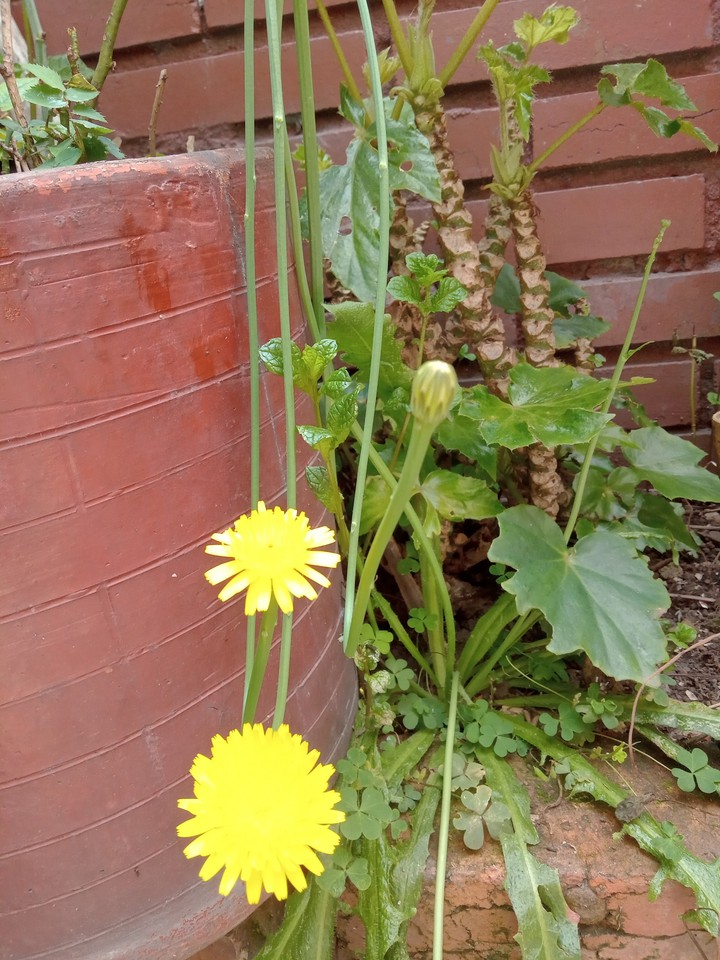 Flores amarillas