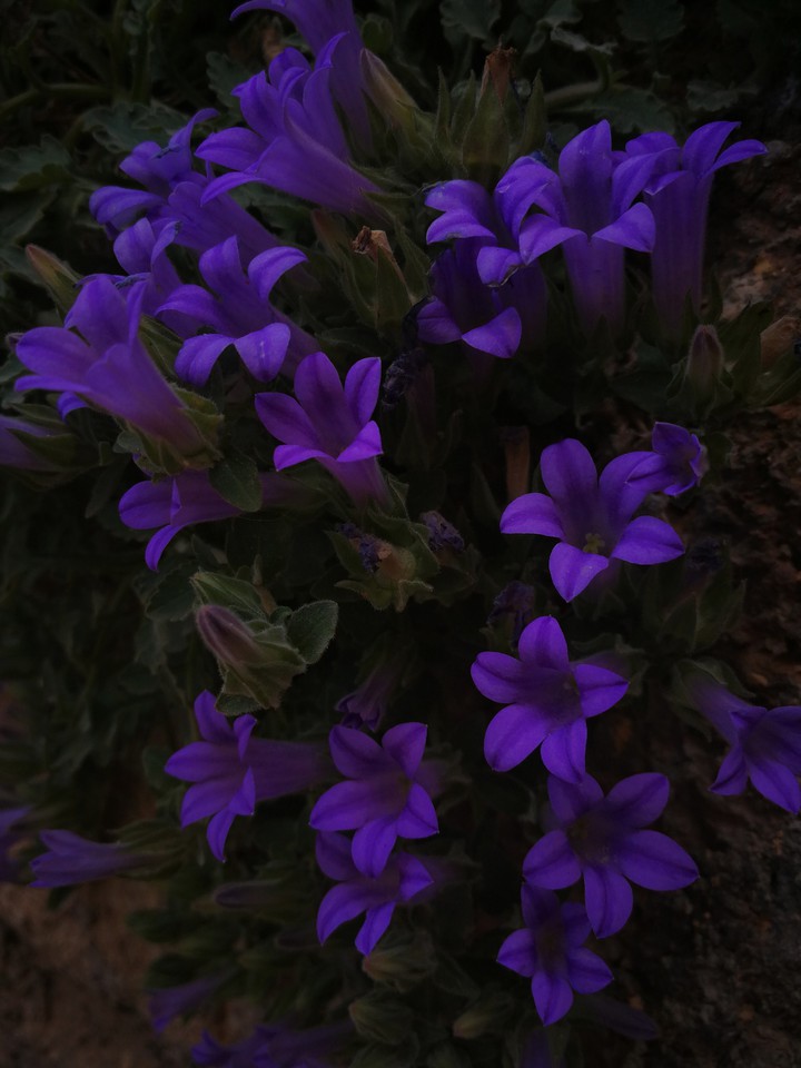 Blooming Flowers