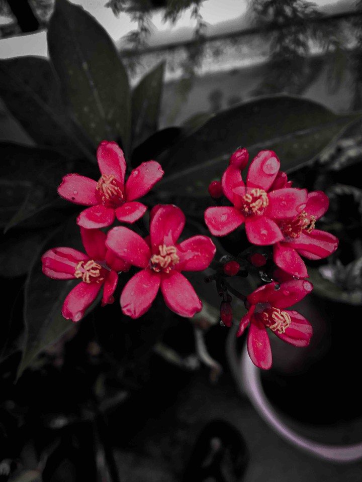 pinky