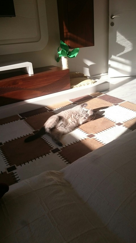 sunbathing cat