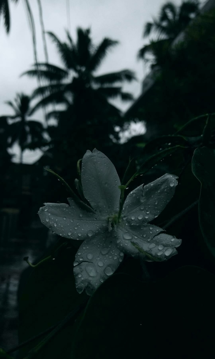 that evening rain
