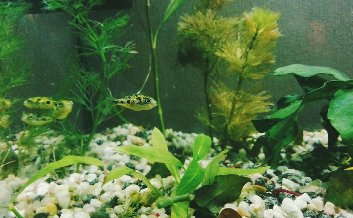 small's  tetradon's