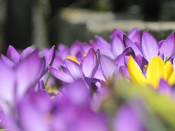 purple flowers