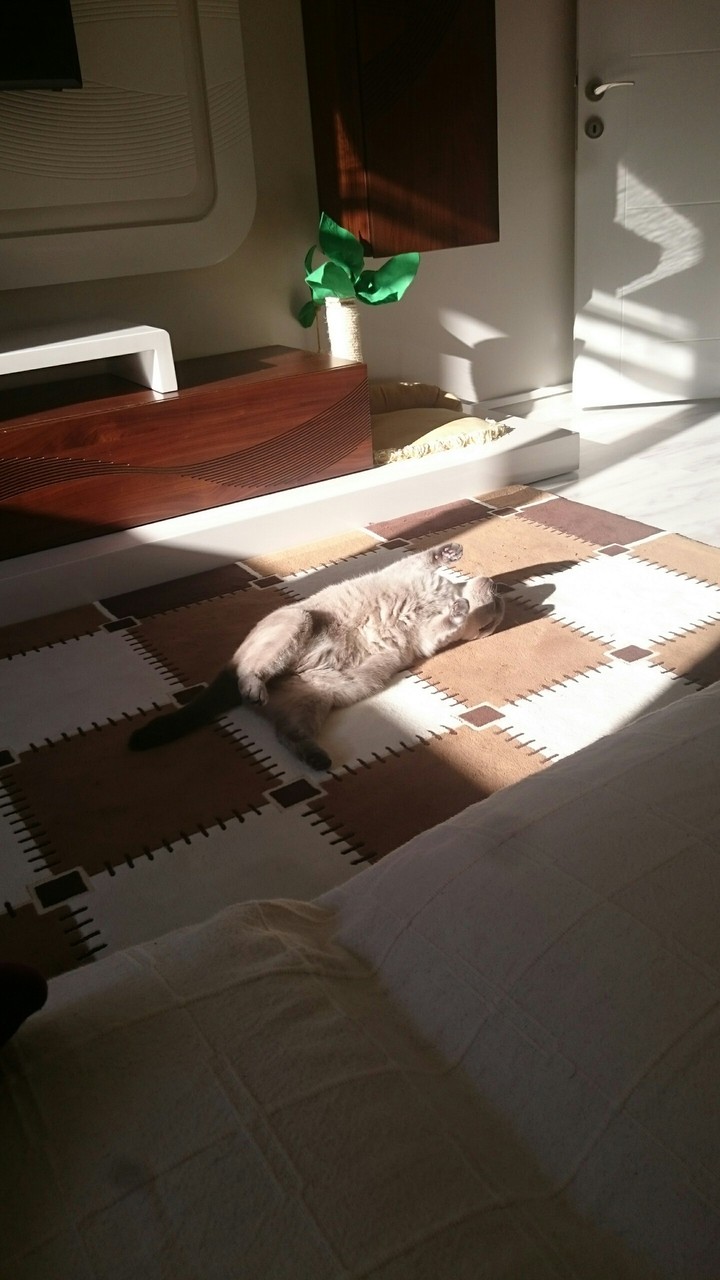 sunbathing cat
