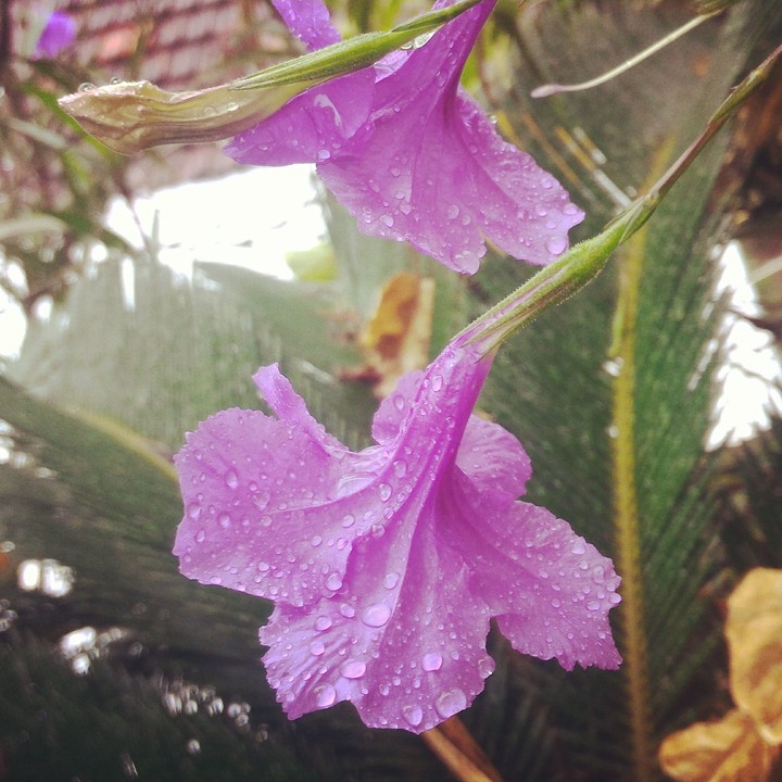 rain