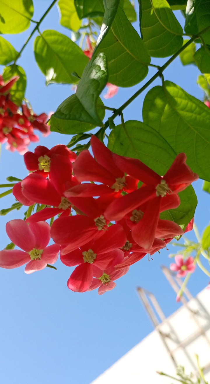blossoms