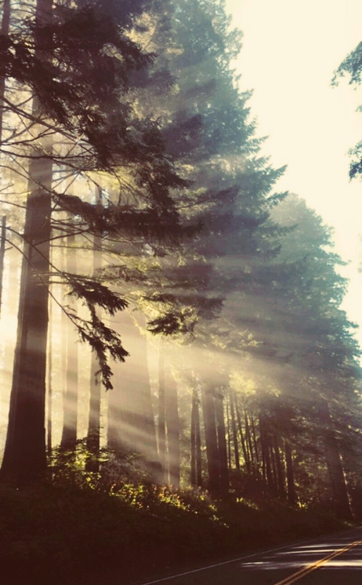 forest