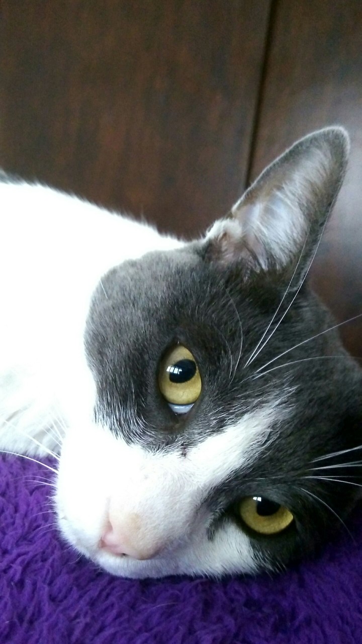 gato