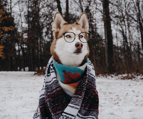 winter, fur वॉलपेपर
