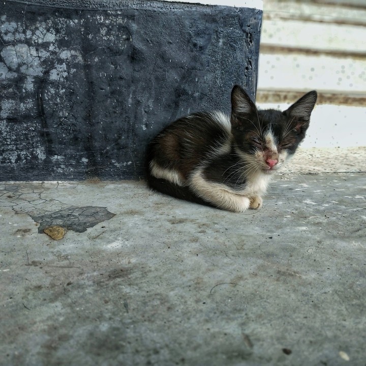 A helpless kitten