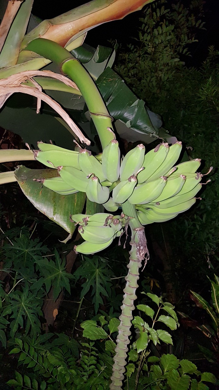 racimo majoncho