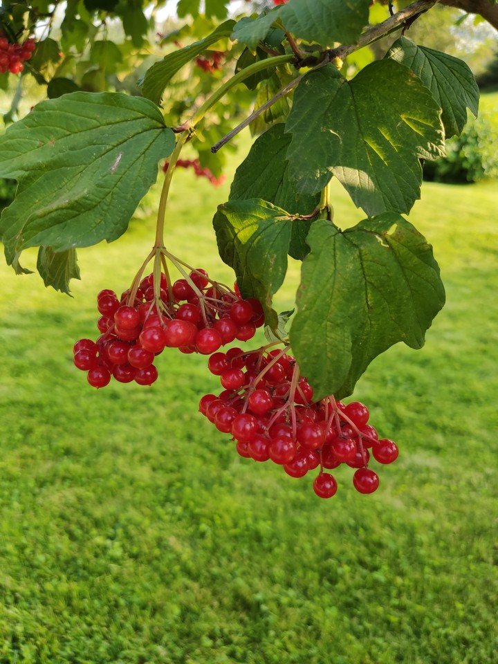 viburnum
