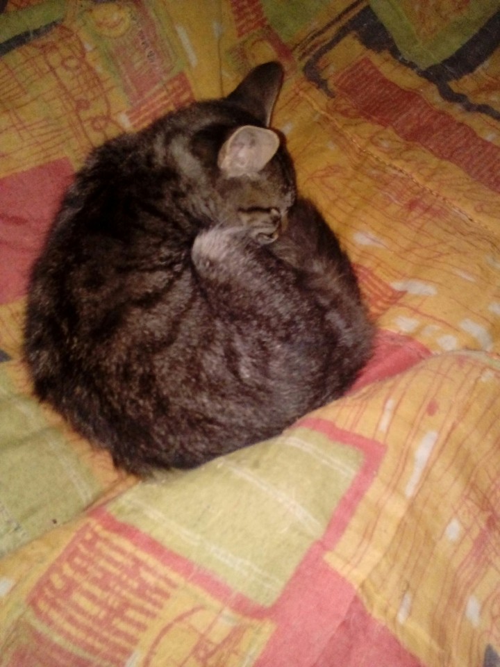 ANIMAIS