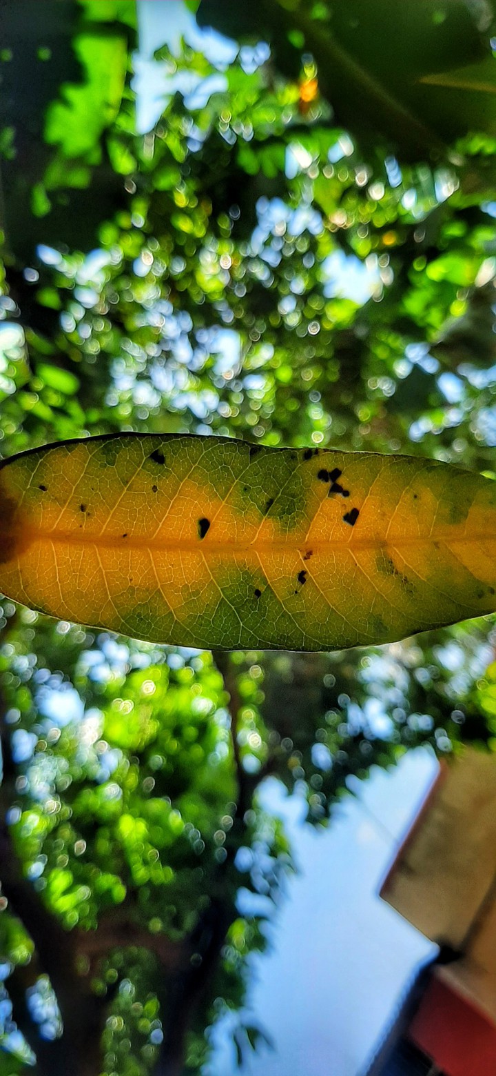 mango leaf