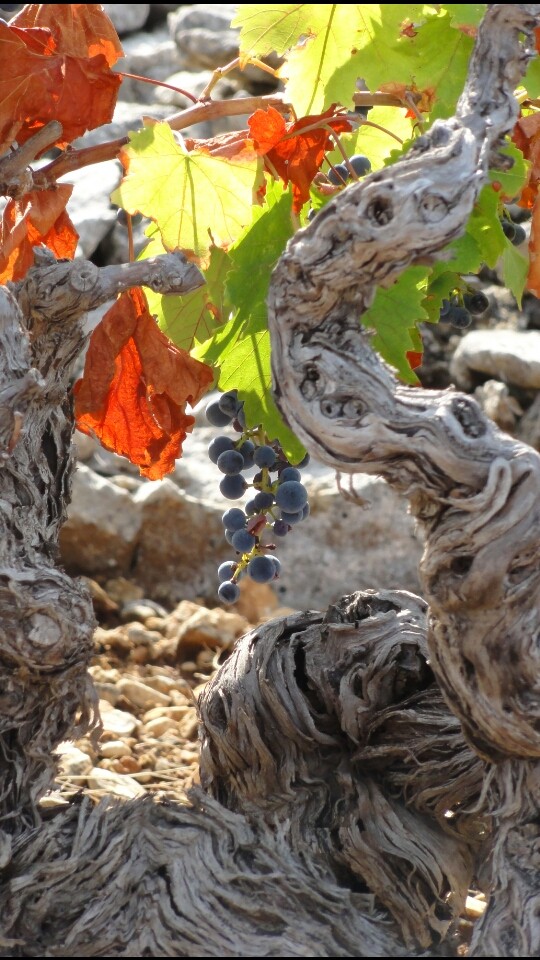 old vine