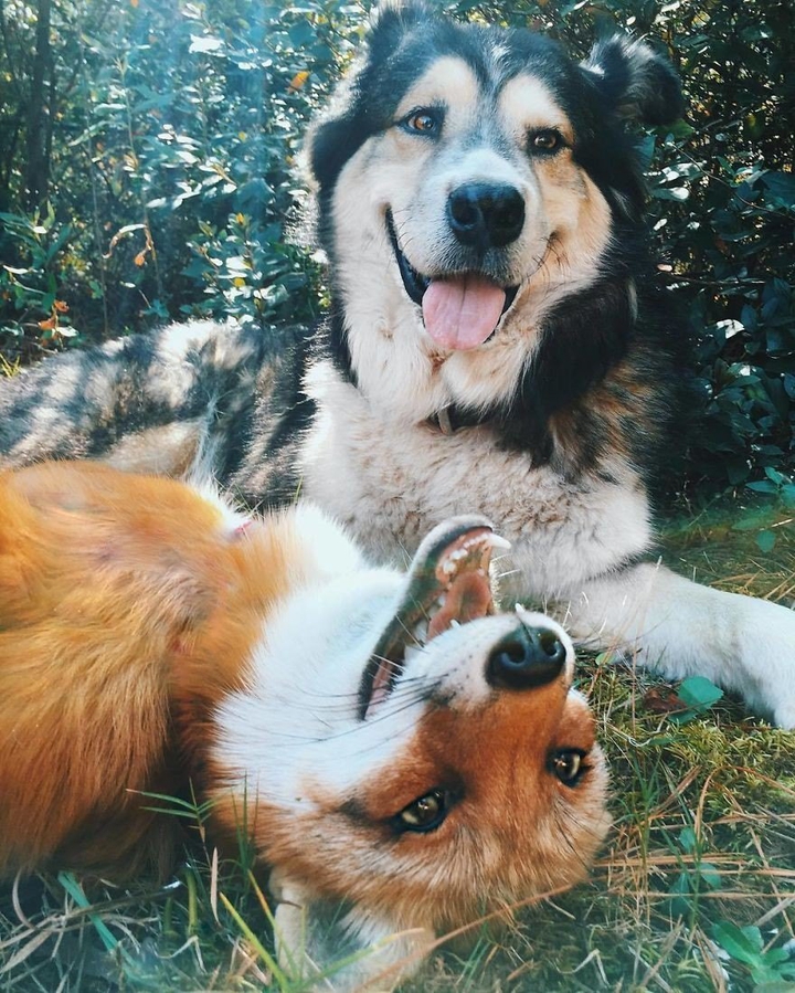 Animals