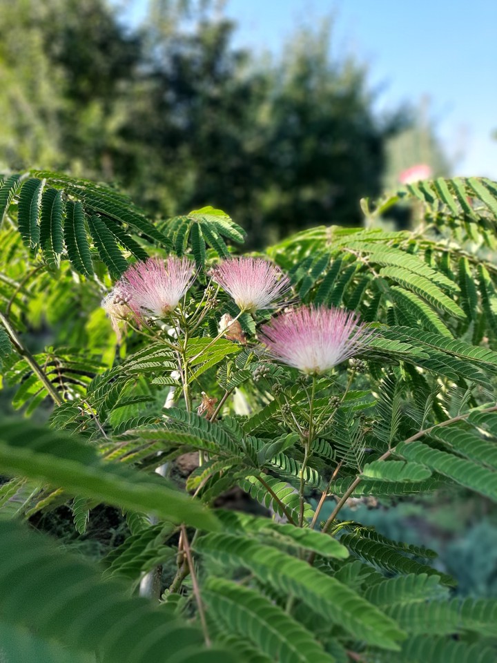 Gentle beauty