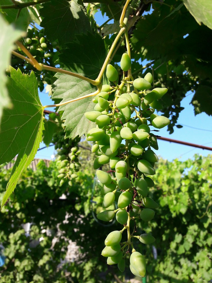 green grapes