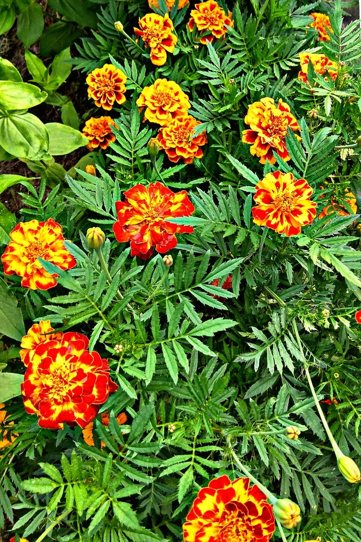 Flowers Marigolds