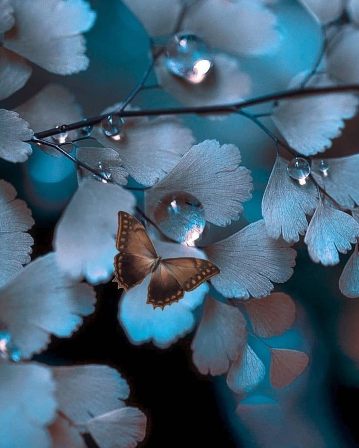 wallpapers_sah.spid