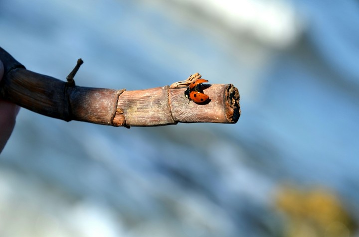 nature. insects.