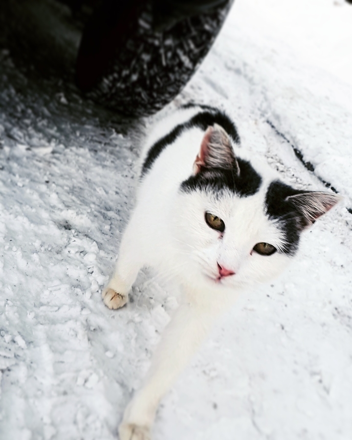 кошки