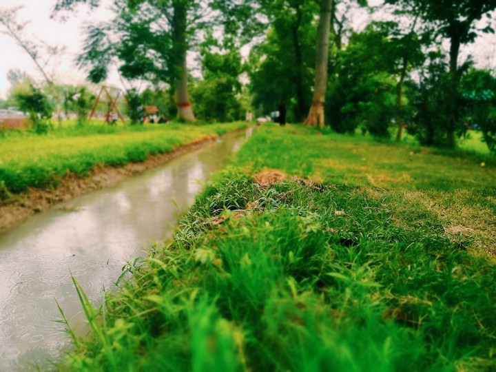 grass