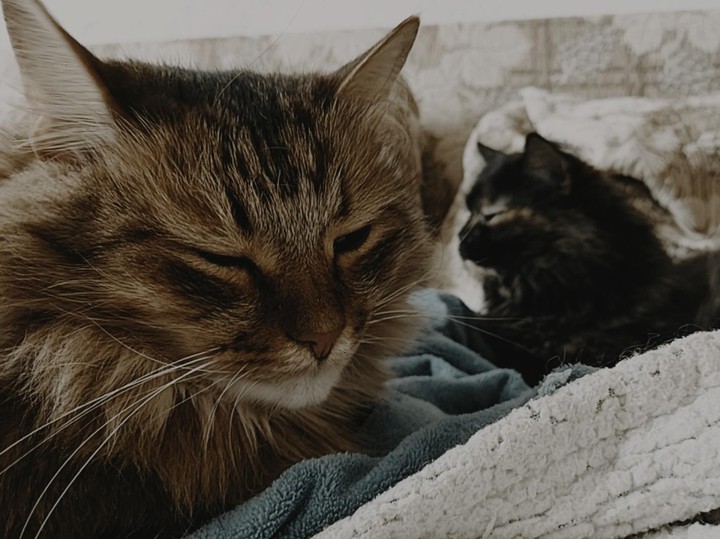 cats