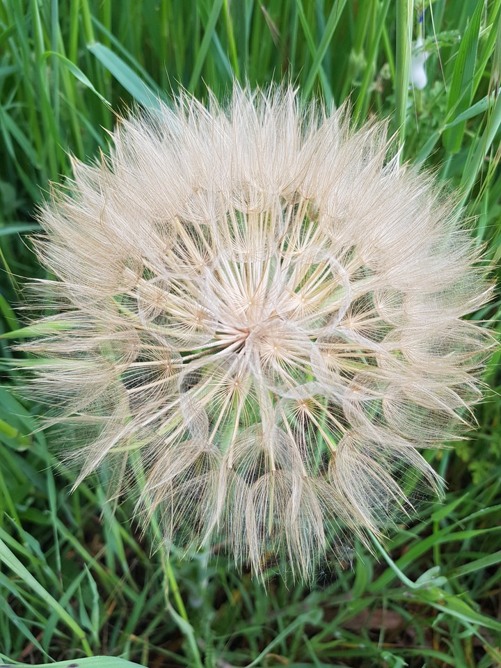 fleurs