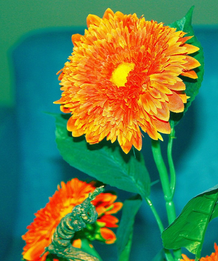 Lovely Orange