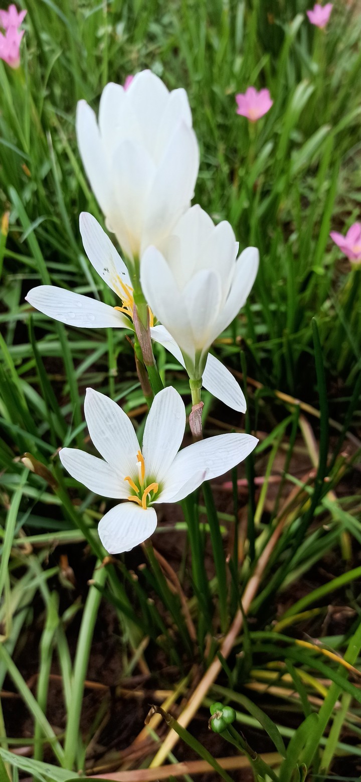white flower