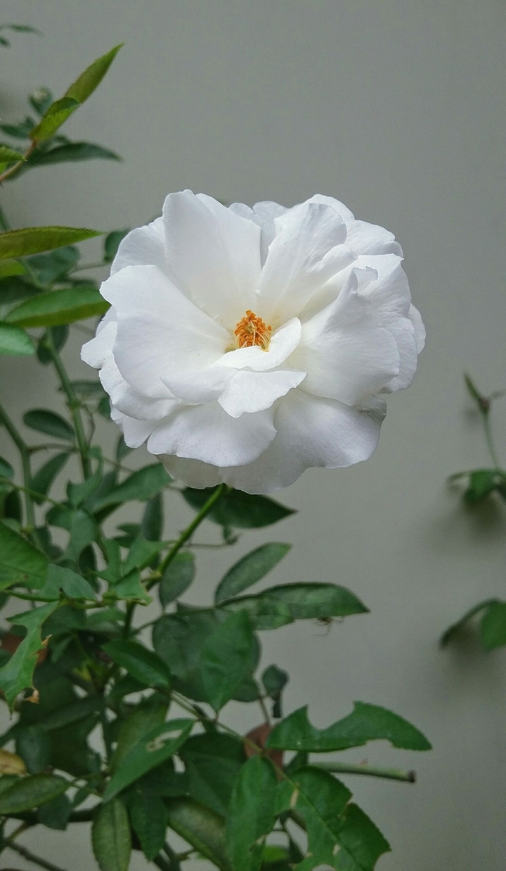 White Flower