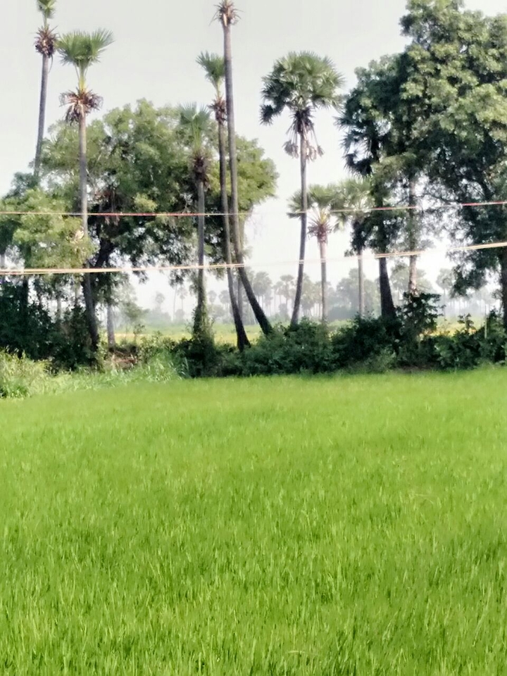 green paddy