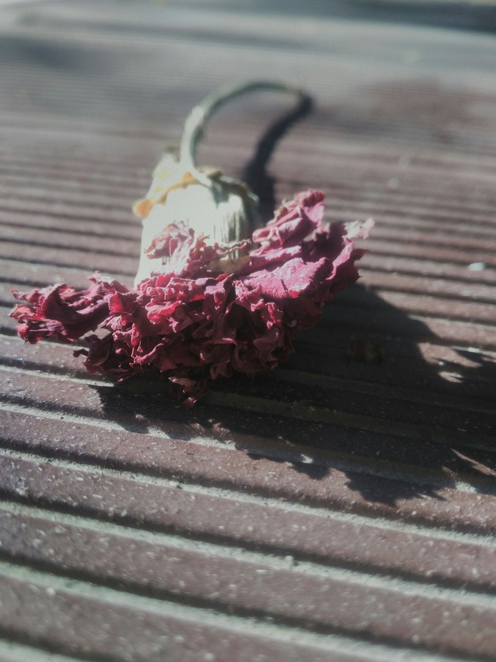 faded flower 