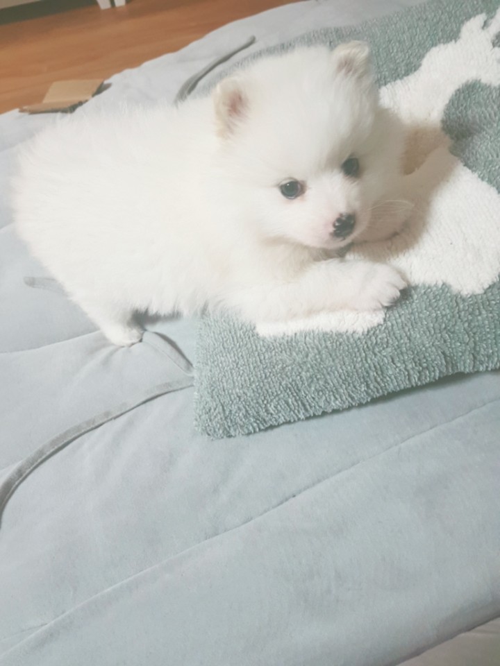 째려보는 금둥이