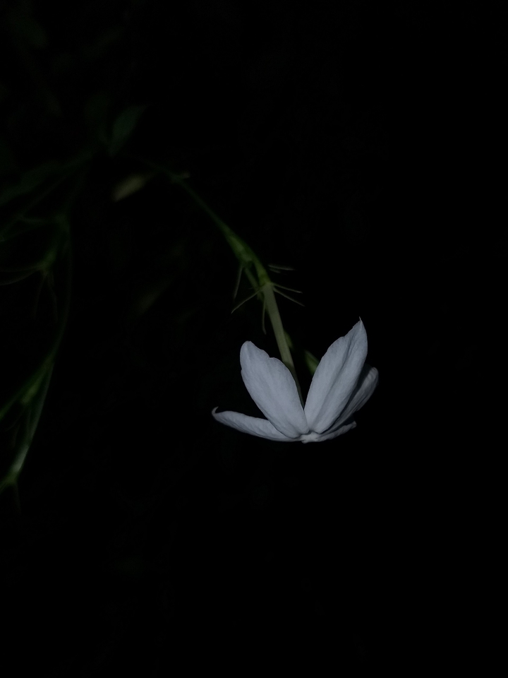my shoot