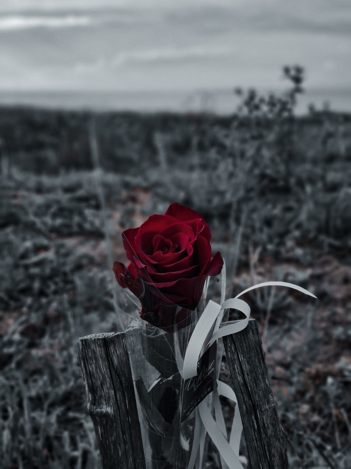 flower rosa