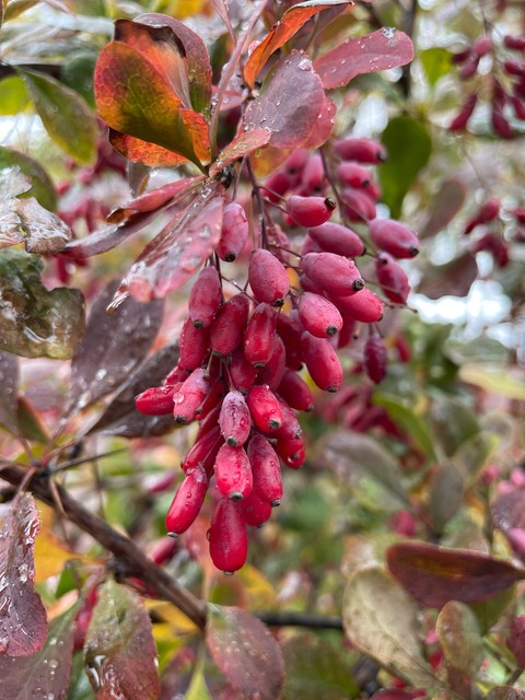 Berberidaceae, Barberry
