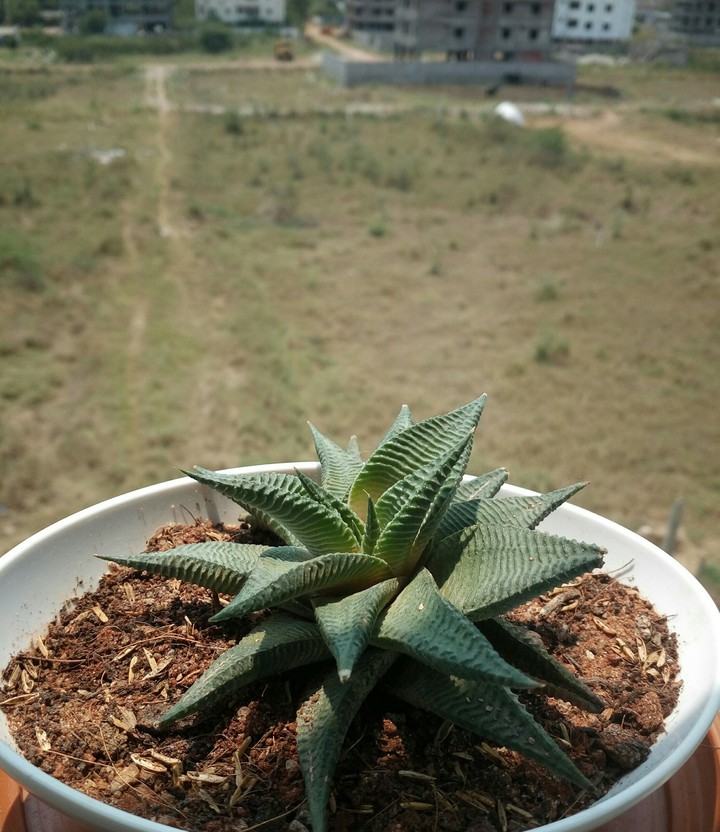 Hawrthia enjoying the sunshine.